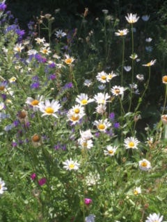 daisies